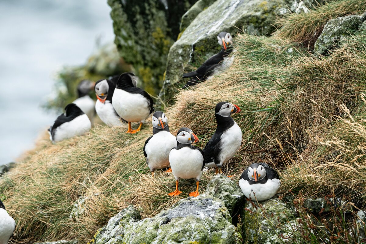 See Puffins in Maine | Linekin Bay Resort in Boothbay Harbor