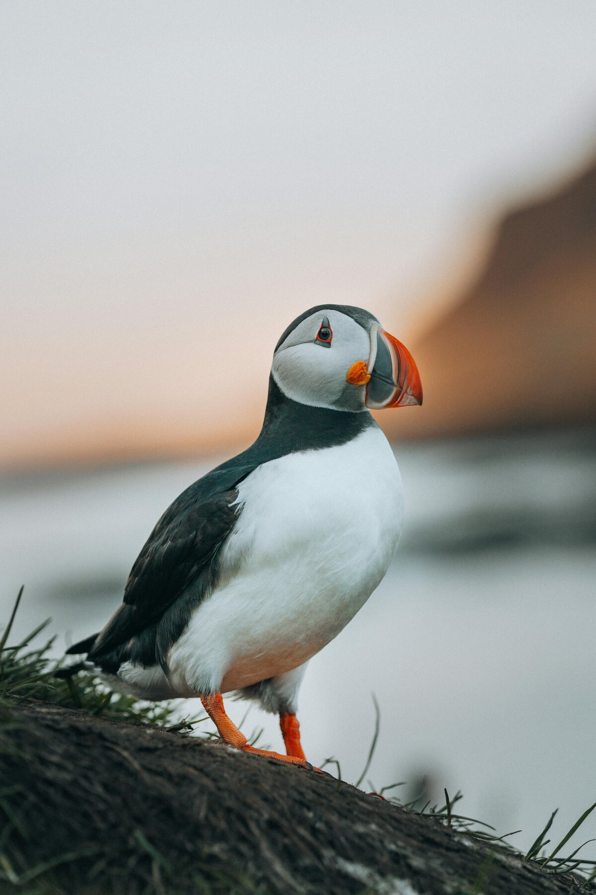 See Puffins in Maine | Linekin Bay Resort in Boothbay Harbor