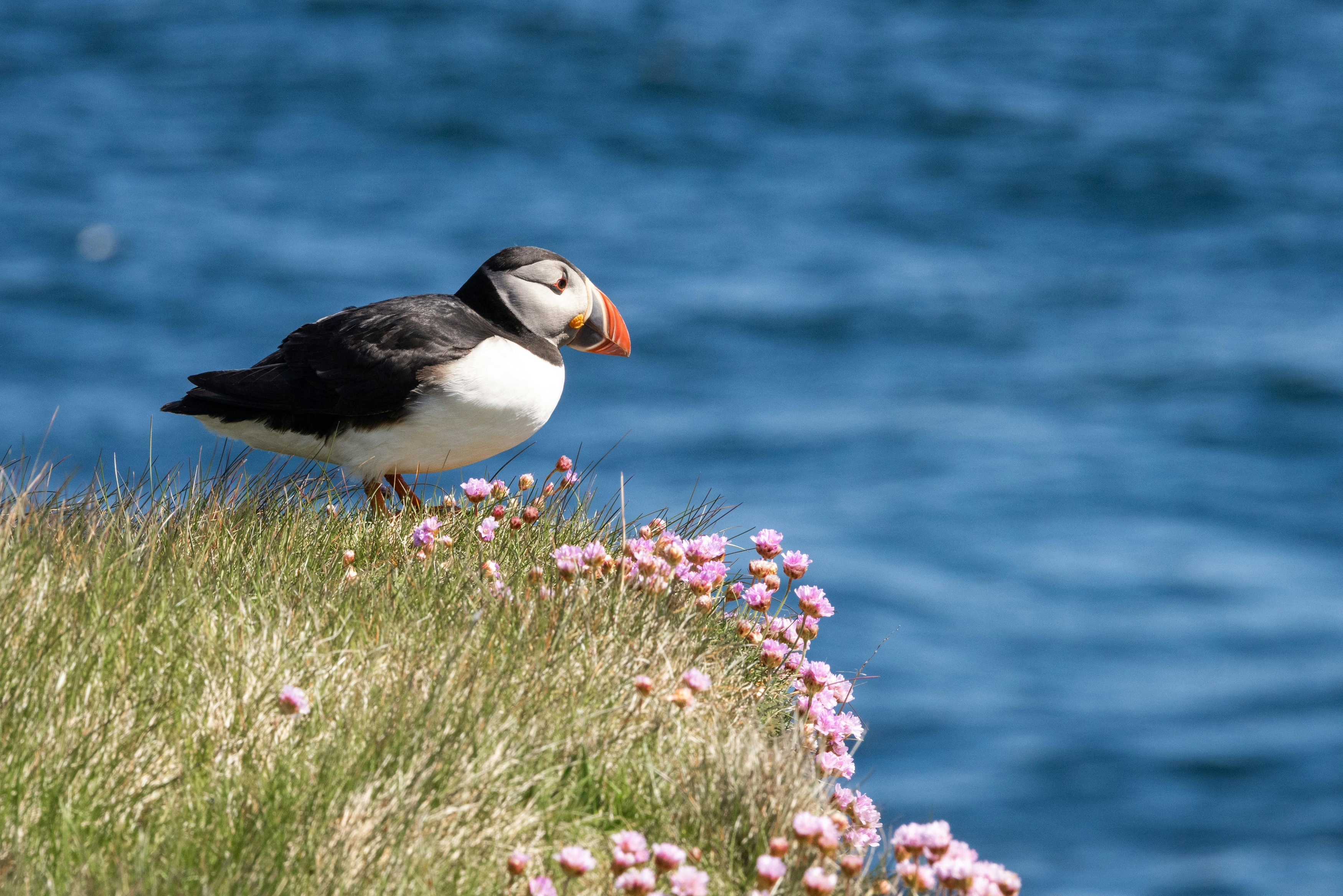 See Puffins in Maine | Linekin Bay Resort in Boothbay Harbor